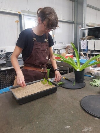 Weekly catch up with garden & propagation Weekly catch up with garden & propagation