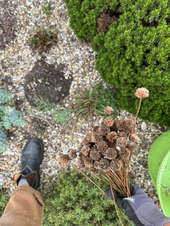 Weekly catch up with garden & propagation Weekly catch up with garden & propagation