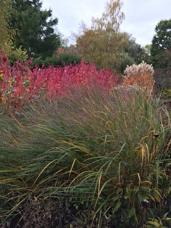 Perennials for Great Autumn Colour Perennials for Great Autumn Colour