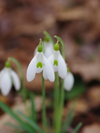 Splendid snowdrops at the Beth Chatto Gardens Splendid snowdrops at the Beth Chatto Gardens