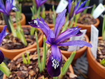 Top 10 early spring plants Top 10 early spring plants