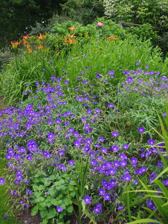Team Chatto's favourite plants