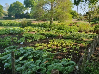 How to grow and get the best from your hostas How to grow and get the best from your hostas