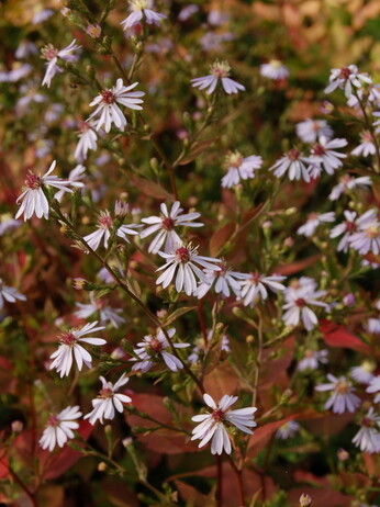 Symphyotrichum-How to Grow and Care for Symphyotrichum-How to Grow and Care for