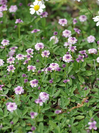 Plants that have stood up to the summer - Gravel Garden Plants that have stood up to the summer - Gravel Garden