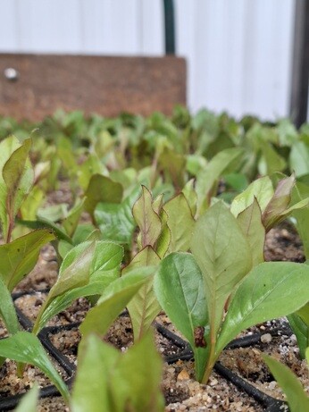 Weekly catch up with garden and propagation Weekly catch up with garden and propagation