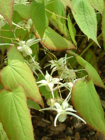 How to grow epimedium How to grow epimedium