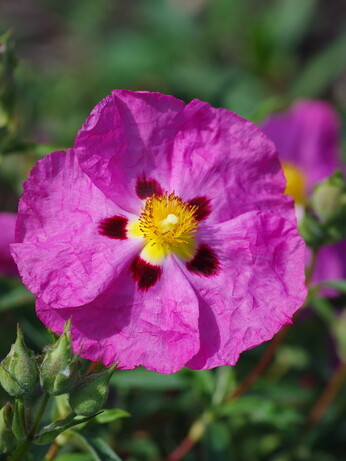Plant profile - cistus Plant profile - cistus