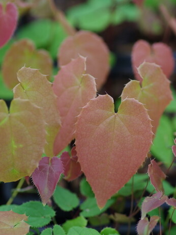How to grow epimedium How to grow epimedium