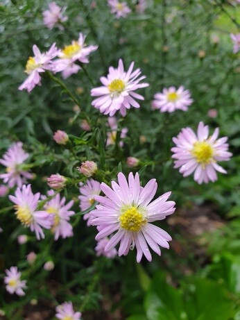Asters- how to grow and care for Asters- how to grow and care for