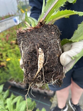Weekly catch up with garden & propagation Weekly catch up with garden & propagation