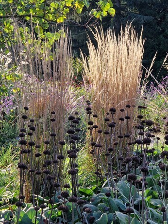 Sensational Seedheads Sensational Seedheads