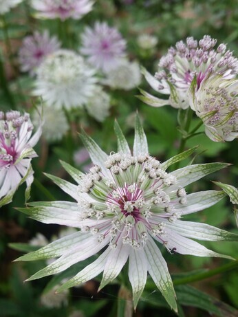 Top 10 moisture loving plants Top 10 moisture loving plants
