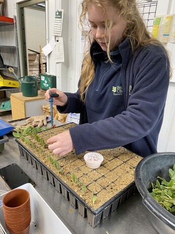 A guide to taking cuttings A guide to taking cuttings