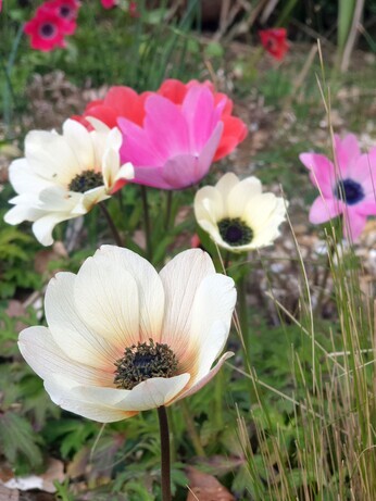How to grow dwarf anemones How to grow dwarf anemones