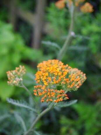 Achillea- How to Grow and Care for Achillea- How to Grow and Care for