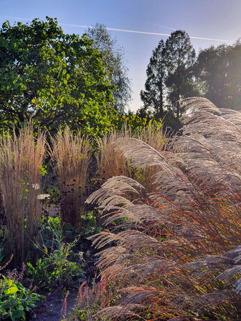 Sensational Seedheads Sensational Seedheads