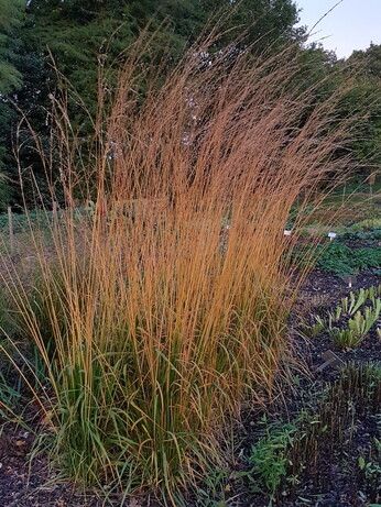 Top 10 moisture loving plants Top 10 moisture loving plants