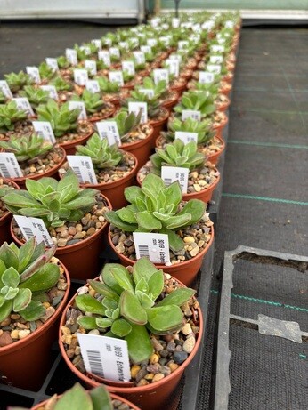 Weekly catch up with garden & propagation Weekly catch up with garden & propagation