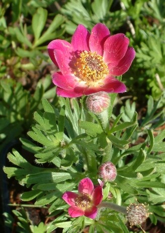 Plant profile - Dwarf anemone Plant profile - Dwarf anemone
