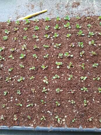 Weekly catch up with garden and propagation Weekly catch up with garden and propagation