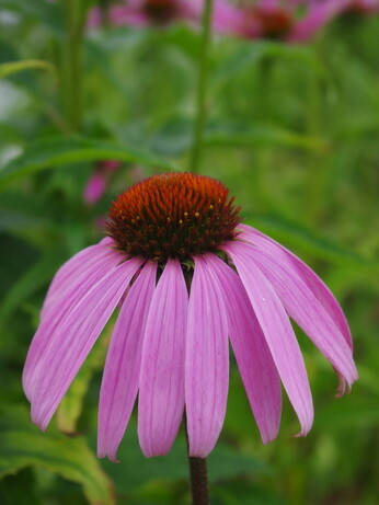 Our favourite perennials for late summer colour Our favourite perennials for late summer colour
