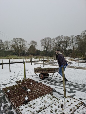 Weekly catch up with garden & propagation Weekly catch up with garden & propagation