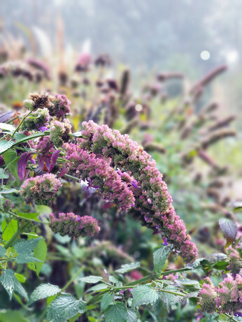 Favourite winter seedheads for wildlife Favourite winter seedheads for wildlife