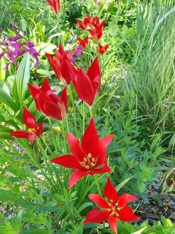 Species tulips and how to grow them Species tulips and how to grow them