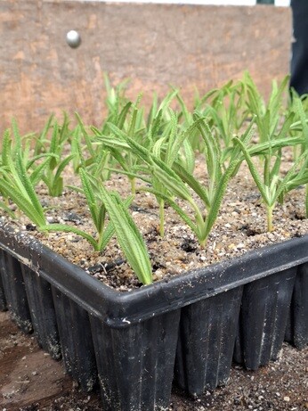 Weekly catchup with garden and propagation Weekly catchup with garden and propagation