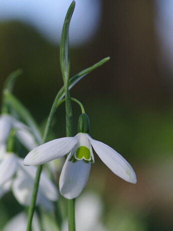 Potted dwarf bulbs and why we prefer to plant bulbs in the spring Potted dwarf bulbs and why we prefer to plant bulbs in the spring