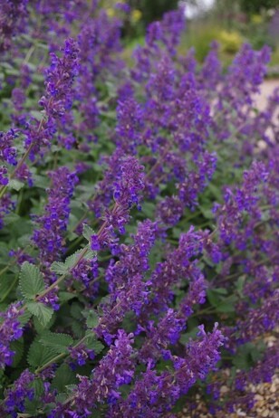 Gardening Dilemmas - Part 5 Gardening Dilemmas - Part 5