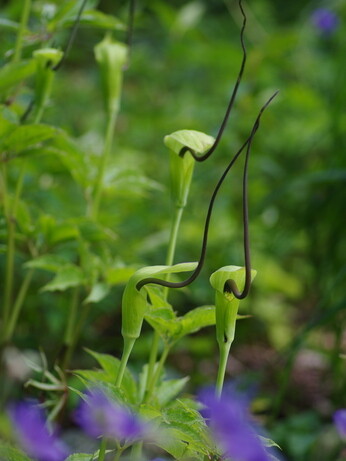 Weekly catch up with garden & propagation Weekly catch up with garden & propagation