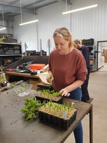 Weekly catch up with garden and propagation Weekly catch up with garden and propagation