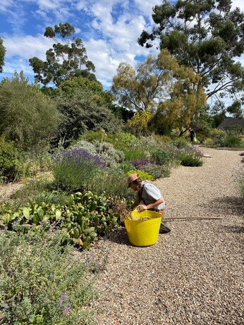 Weekly catch up with garden and propagation Weekly catch up with garden and propagation