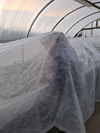 Weekly catch up with garden & propagation Weekly catch up with garden & propagation