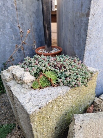 Urban planters experiment Urban planters experiment