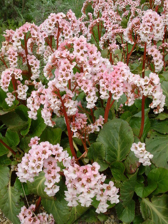 Autumn Planting: helping gardeners adapt to a changing climate Autumn Planting: helping gardeners adapt to a changing climate