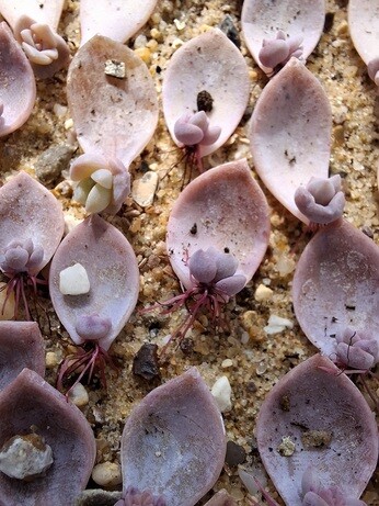 Weekly catch up with gardens & propagation Weekly catch up with gardens & propagation