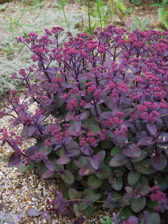 Plants that have stood up to the summer - Gravel Garden Plants that have stood up to the summer - Gravel Garden