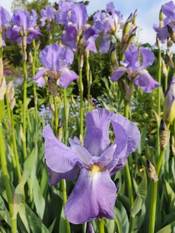 Top 12 drought-resistant plants Top 12 drought-resistant plants