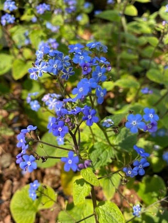 How to grow brunnera How to grow brunnera
