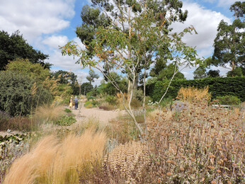 How the garden is coping with the drought 2022 How the garden is coping with the drought 2022