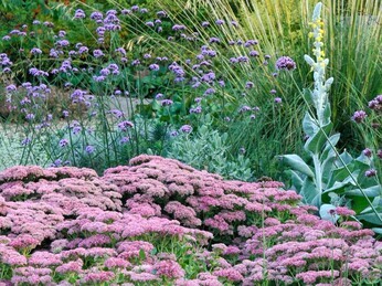 Hylotelephium telephium (Sedum) Hylotelephium telephium (Sedum)