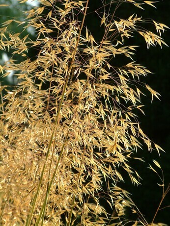Plant combination ideas in June Plant combination ideas in June