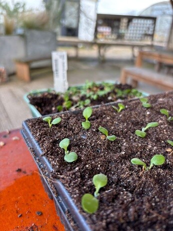 Weekly catch up with garden & propagation Weekly catch up with garden & propagation