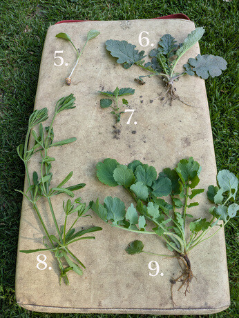 Weekly catch up with gardens & propagation Weekly catch up with gardens & propagation