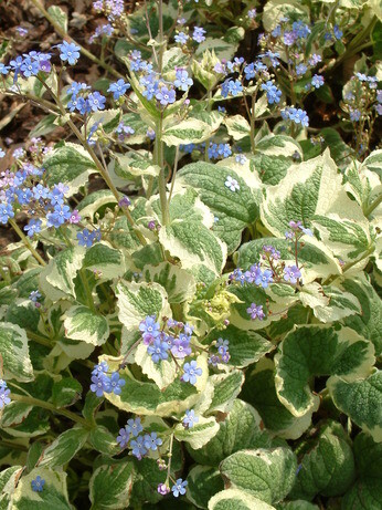 How to grow brunnera How to grow brunnera