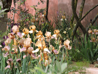 The Chelsea Flower Show 2023 The Chelsea Flower Show 2023
