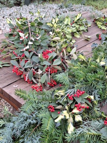 Weekly catch up with garden & propagation Weekly catch up with garden & propagation